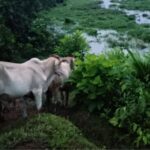 Grave emergencia invernal en Córdoba y norte de Urabá moviliza al gremio ganadero