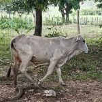 Ganaderos pierden por El Niño $100.000 millones, en la región Caribe $47.000 millones, casi 20 mil reses muertas