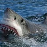 Hombre muere tras feroz ataque de tiburón: autoridades ordenan sacrificar al animal