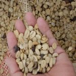 Cafeteros ajustan precio de compra del café pasilla tras fenómeno de El Niño