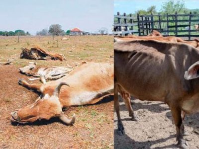 Ganaderos pierden por El Niño $100.000 millones, en la región Caribe $47.000 millones, casi 20 mil reses muertas